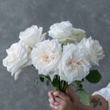 White Uhuru Garden Roses (Only in KBY) (Copy)