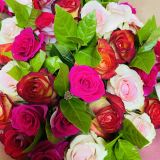 Pink and Red Roses with Ruskus (Only in KBY)
