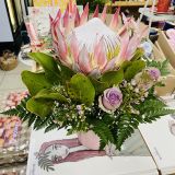 King Protea in a pot (Only in KBY)