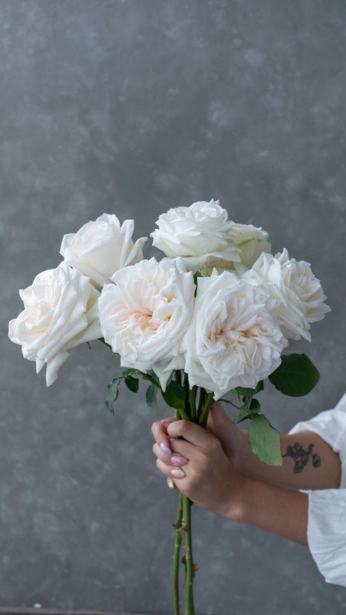 Uhuru Roses White Uhuru Garden Roses (Only in KBY) (Copy) – The Urban